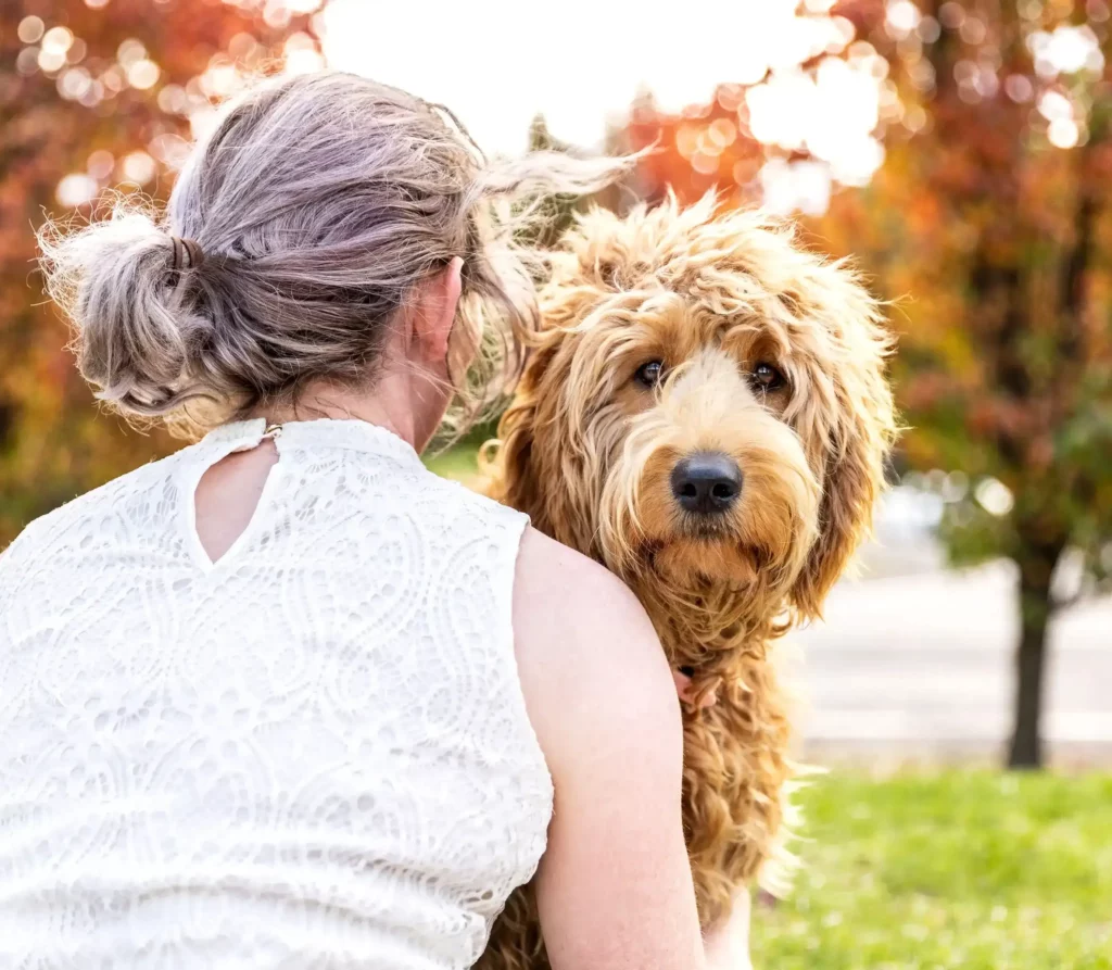 Gemma (Australian Cobberdog, chocolate brown in colour) pictured perched over the shoulder of her owner.
